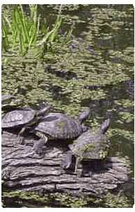 Turtle pond