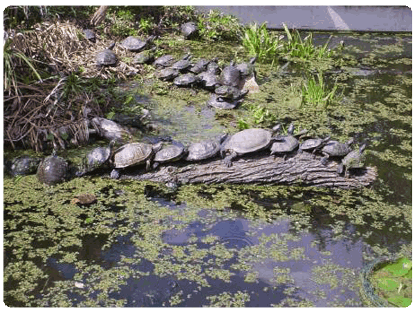 Turtles on log.
