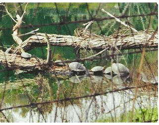 Turtles on log
